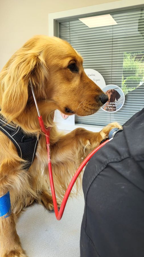 Un chien ausculté au stéthoscope en salle de consultation