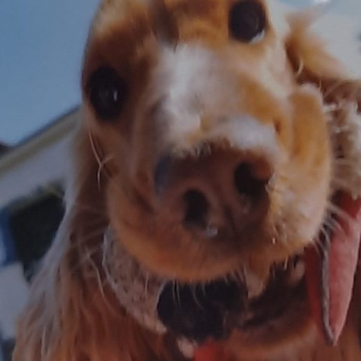 Un chien roux qui s’approche de l’objectif
