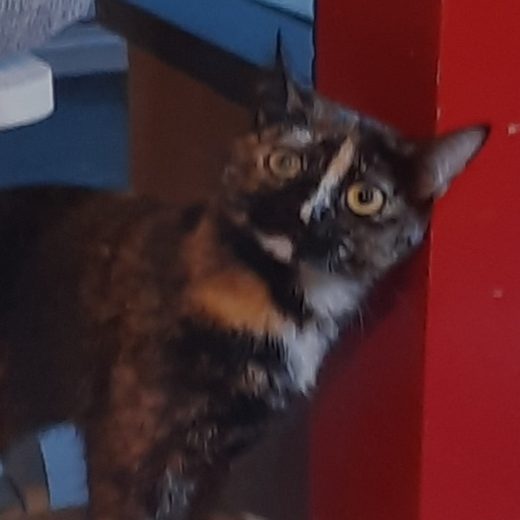 Un chat écaille de tortue