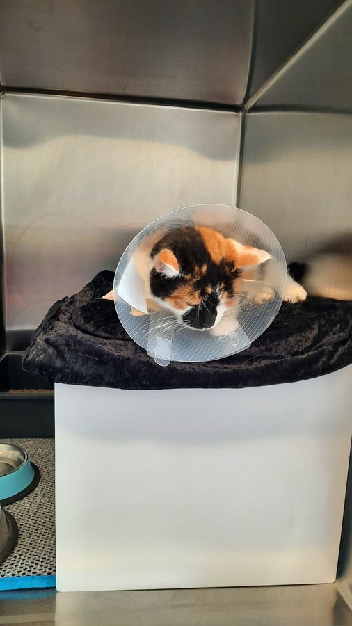 Un chat hospitalisé avec sa collerette, installé sur un coussin dans la chatterie